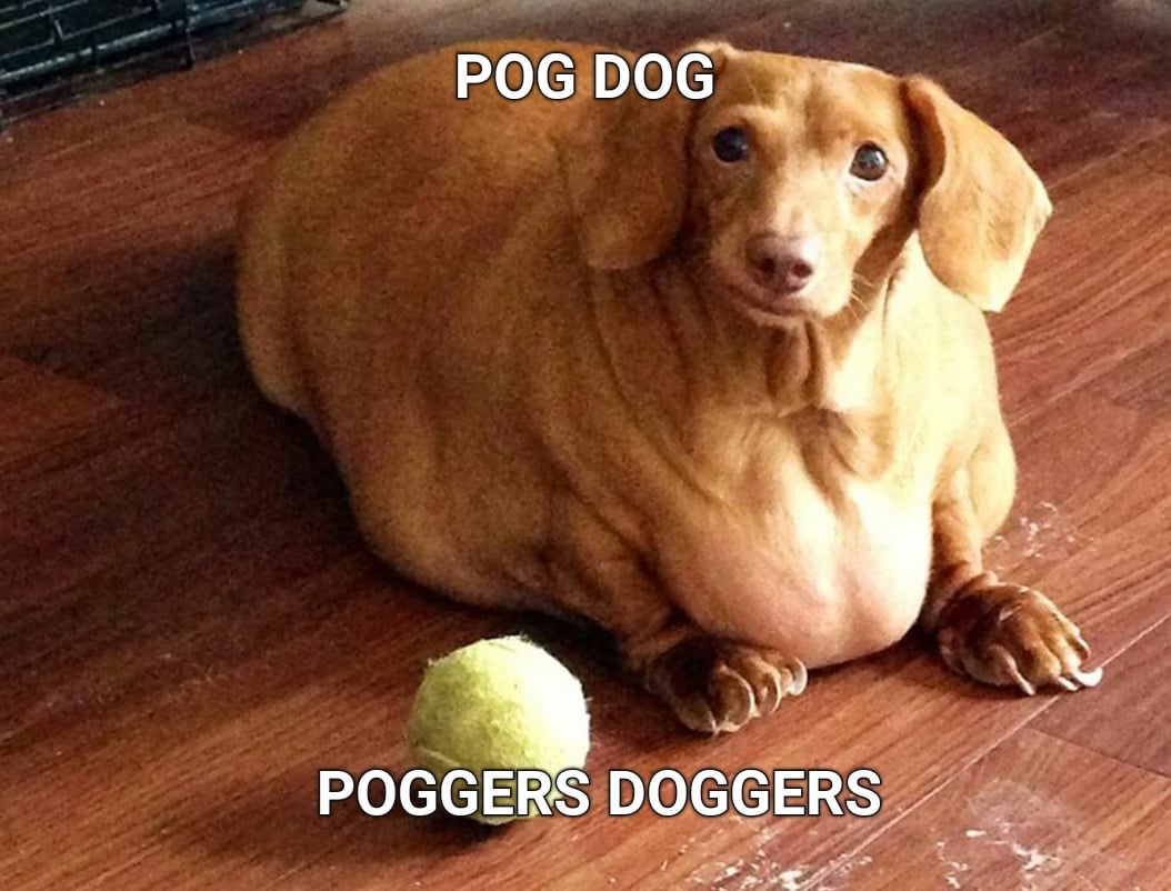 Poggers My Doggers photo 13
