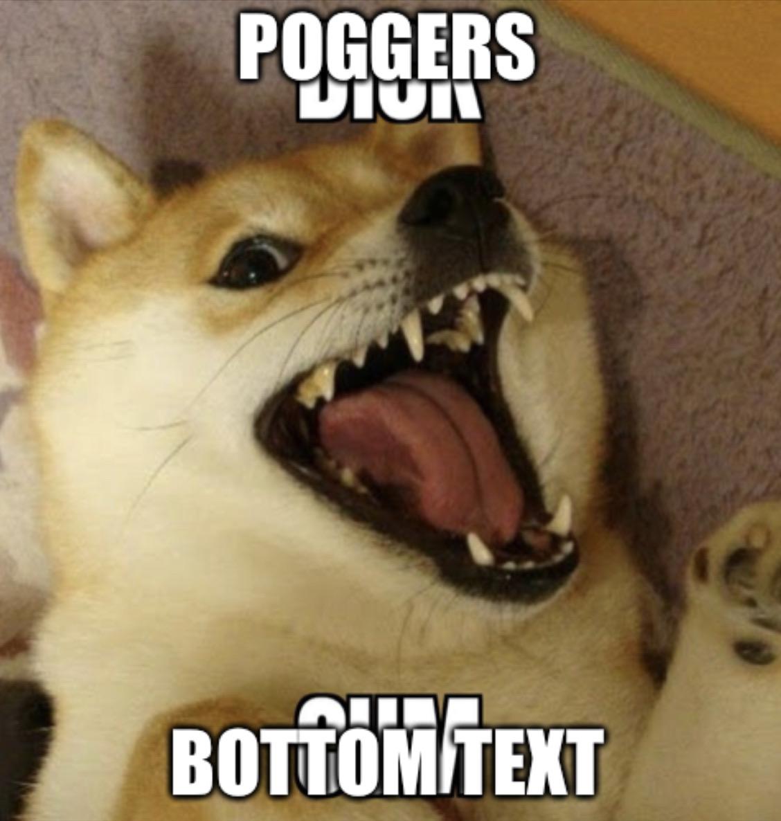 Poggers My Doggers photo 9